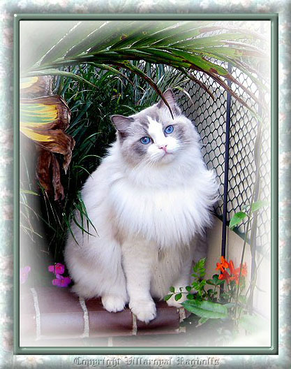 BLUEPOINT BICOLOR RAGDOLL CAT