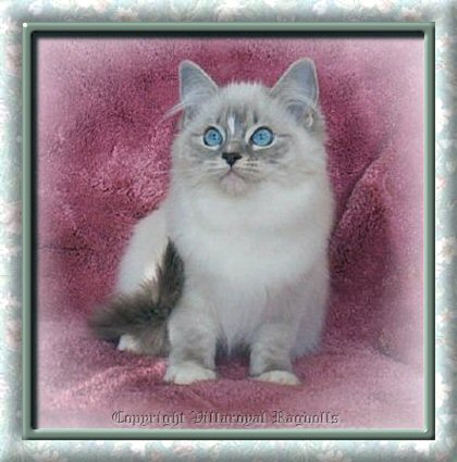 Blue Lynx Point Mitted Villaroyal Ragdoll Kitten
