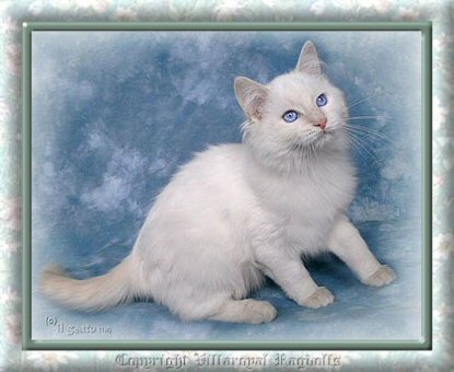 copyright eileen pickett villaroyal ragdolls