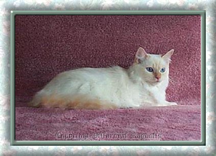 Flamepoint Mitted Villaroyal Ragdoll Cat