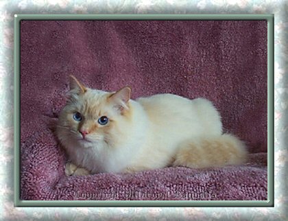 Flamepoint Villaroyal Ragdoll Cat