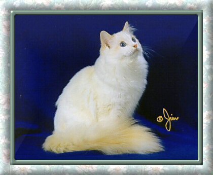 Flame Point Bicolor Ragdoll Cat