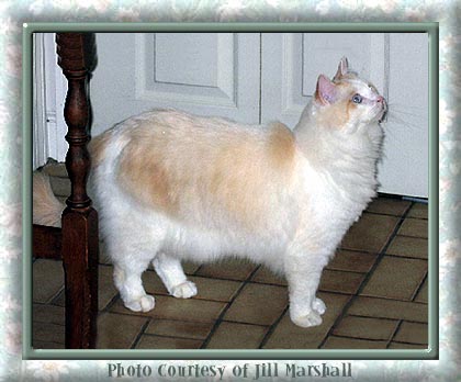 Ragdoll Cat Villaroyal Cream
