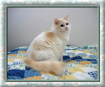 Ragdoll Villaroyal Cat Cream