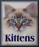 click here to see available Ragdoll kittens