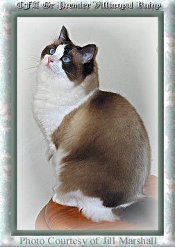 SEALPOINT BICOLOR RAGDOLL CAT