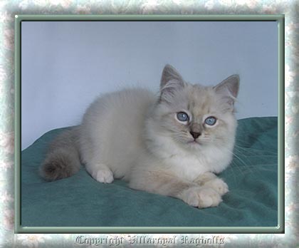 BLUE LYNX RAGDOLL KITTEN