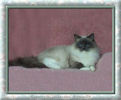 BLUEPOINT MITTED RAGDOLL CAT
