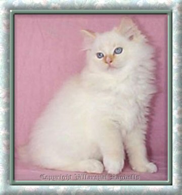 FLAME PT MITTED RAGDOLL KITTEN