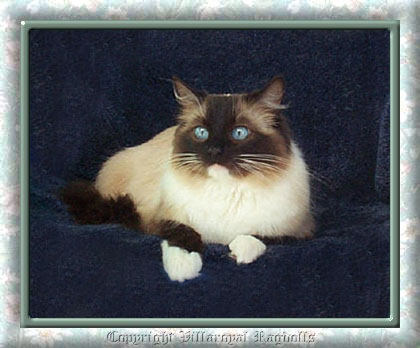 SEAL MITTED RAGDOLL CAT