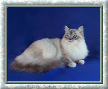 BLUE LYNX  RAGDOLL CAT