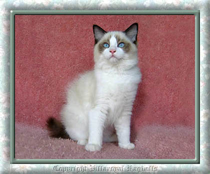 SEALPOINT RAGDOLL KITTEN