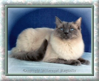 Blue Colorpoint Villaroyal Ragdoll Cat