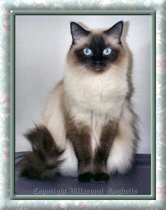 Sealpoint Villaroyal Ragdoll Cat