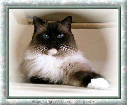 SEALPOINT MITTED RAGDOLL CAT