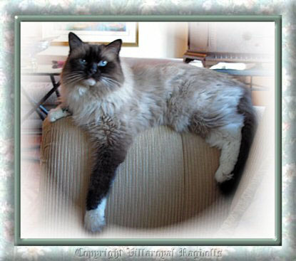 SEALPOINT RAGDOLL CAT