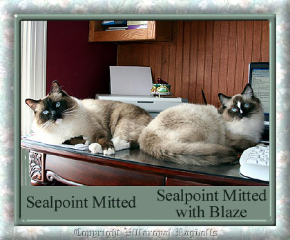 Sealpoint Mitted Ragdolls