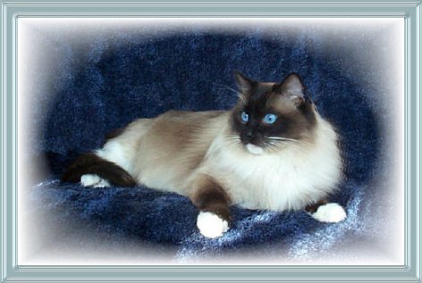 Ragdoll Cat Villaroyal New York