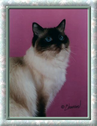 Sealpoint Ragdoll Villaroyal New York