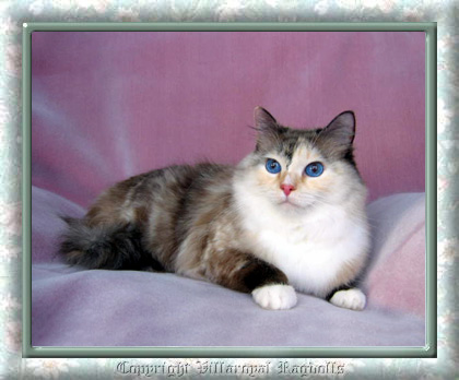 Seal Tortie Point Mitted Villaroyal Ragdoll Cat