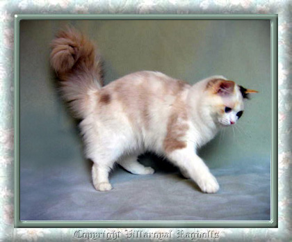 Seal Tortie Point Bicolor Villaroyal Ragdoll Cat