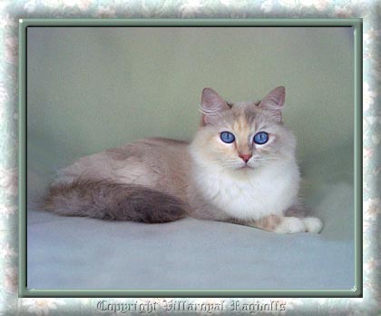 Blue Tortie Point Mitted Villaroyal Ragdoll Cat
