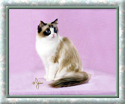 Seal Tortie Point Bicolor Villaroyal Ragdoll Cat