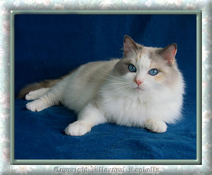 Blue Tortie Point Bicolor Villaroyal Ragdoll Cat