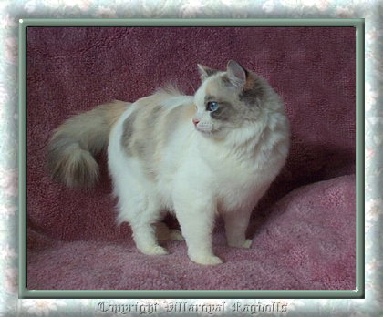 Blue Lynx Tortie Point Bicolor Villaroyal Ragdoll Cat
