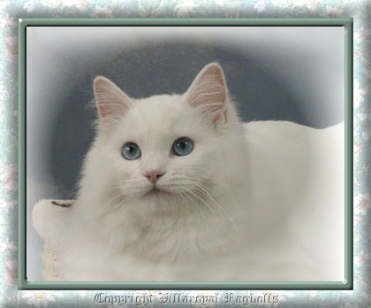 WHITE RAGDOLL