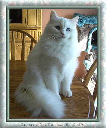 WHITE RAGDOLL