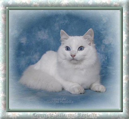 WHITE RAGDOLL KITTEN