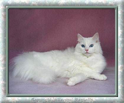 WHITE RAGDOLL