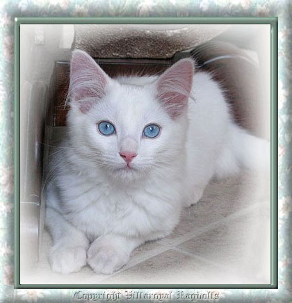 WHITE RAGDOLL KITTEN