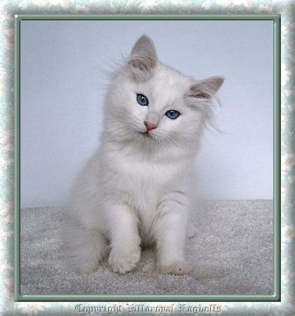 WHITE RAGDOLL KITTEN