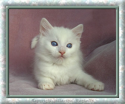 WHITE RAGDOLL KITTEN