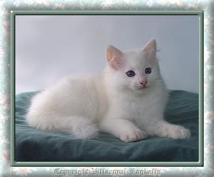 WHITE RAGDOLL KITTEN