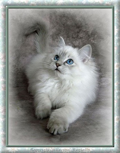 copyright eileen pickett villaroyal ragdolls