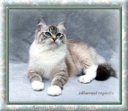 copyright eileen pickett villaroyal ragdolls