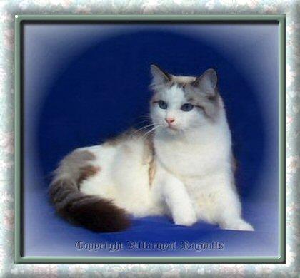 LYNX RAGDOLL CAT
