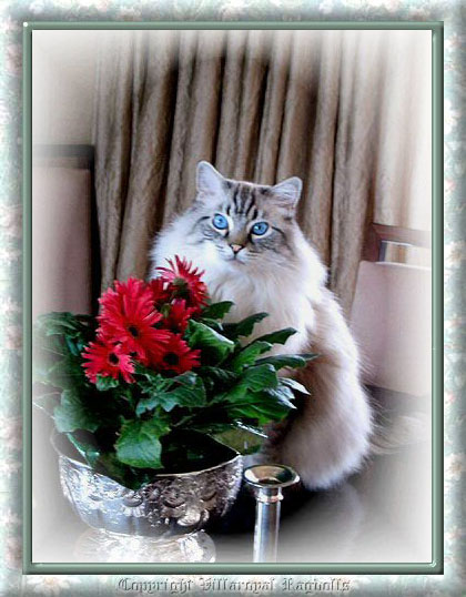 LYNX RAGDOLL CAT