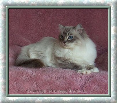 LYNX RAGDOLL CAT
