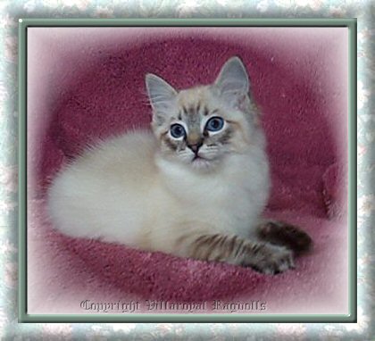 LYNX RAGDOLL KITTEN