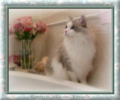 LYNX RAGDOLL CAT