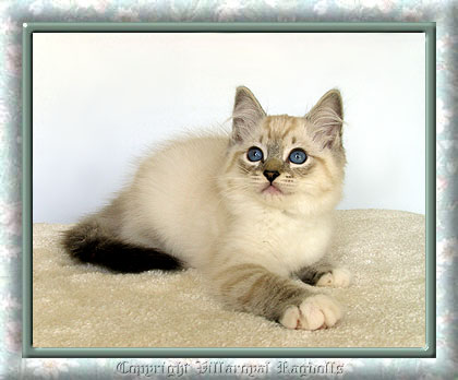 LYNX RAGDOLL KITTEN